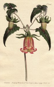 Kanarieklokketårn, blomst i form av en fallende klokke, gul med rosa åre, opprinnelse Kanariøyene. Kanariklokkeblomst med rosa årede gule blomster hengende. Innfødt fra Kanariøyene. Canarina campanula. Håndfarget kobberstikk fra