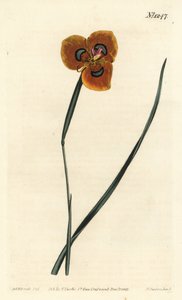 Kapptulipan - Oransjefarget moraea, Moraea tulbaghensis (Moraea pavonia). Håndfarget kobberstikk av F. Sansom Jr. etter en illustrasjon av Sydenham Edwards fra William Curtis' Botanical Magazine, T. Curtis, London av Sydenham Teast Edwards