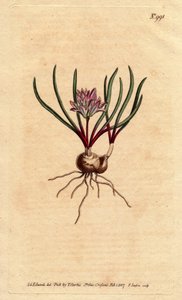Kapphyasint, med løk, ecarlate blader og blekrosa blomst. Cape Hyacinth, med pære, skarlagensrøde blader og blekrosa blomster. Polyzena corymbosa (Massonia corymbosa). Håndfarget kobberstikk fra en botanisk illustrasjon av Sydenham Edwards fr av Sydenham Teast Edwards