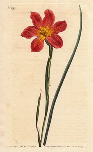 Kapptulipan, moraea har blomstrende strå og rosa laks. Stråfarget likeblomstret moraea, lakserosa og gul Cape Tulip. Homeria collina (Moraea collina). Håndfarget kobberstikk fra en botanisk illustrasjon av Sydenham Edwards fra Will av Sydenham Teast Edwards