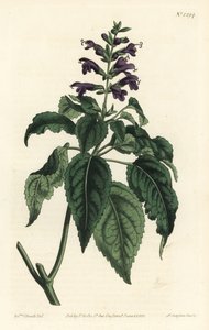 Karibisk salvie - Salvia lamiifolia (lillablomstret salvie, Salvia amoena). Håndfarget kobberstikk av F. Sansom Jr. etter en illustrasjon av Sydenham Edwards fra William Curtis' Botanical Magazine, T. Curtis, London av Sydenham Teast Edwards