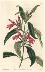 Carmantine, innfødt i Brasil - Water forte av S. Watts fra en illustrasjon av Sarah Anne Drake (1803-1857), fra Botanical Register av Sydenham Teast Edwards