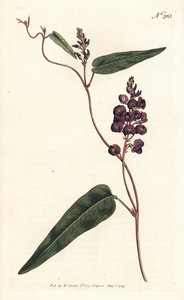 Caulinia bimaculata (lilla glycin, Glycine bimaculata). Håndfarget kobberstikk av Sansom etter en illustrasjon av Sydenham Edwards fra William Curtis' Botanical Magazine, London av Sydenham Teast Edwards