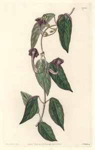 Ceropegia elegant, innfødt i India - Strong water av S. Watts fra en illustrasjon av Sarah Anne Drake (1803-1857), fra Botanical Register av Sydenham Teast Edwards