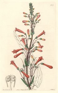 Chelone (eller Galane) har valerianblader, hjemmehørende i California - S. Watts sterkt vann fra en illustrasjon av Sarah Anne Drake (1803-1857), fra Botanical Register av Sydenham Teast Edwards