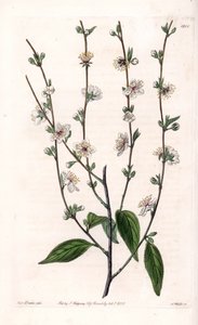 Kirsebærtre - Gravert tavle av S.Watts, fra en illustrasjon av Sarah Anne Drake (1803-1857), fra Botanical Register of Sydenham Edwards (1768-1819), England av Sydenham Teast Edwards