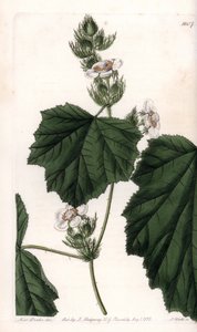 Chestnut vine - Plate gravert av S.Watts, fra en illustrasjon av Sarah Anne Drake (1803-1857), fra Botanical Register of Sydenham Edwards (1768-1819), England av Sydenham Teast Edwards