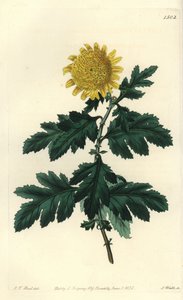 Kinesisk kamille eller indisk krysantem - Dobbel gul indisk krysantemum, Chrysanthemum indicum var. plenum. Håndfarget kobberstikk av S. Watts etter en illustrasjon av JT Hart fra Sydenham Edwards' Botanical Register, Ridgeway, London