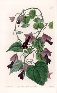 Kinesisk hatt - Plate gravert av S.Watts, fra en illustrasjon av Sarah Anne Drake (1803-1857), fra Botanical Register of Sydenham Edwards (1768-1819), England av Sydenham Teast Edwards
