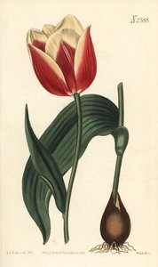 Claramond tulipan, Tulipa suaveolens var. latifolia. Håndfarget kobberstikk av Weddell etter en botanisk illustrasjon av Sydenham Edwards fra William Curtis' Botanical Magazine, Samuel Curtis, London av Sydenham Teast Edwards