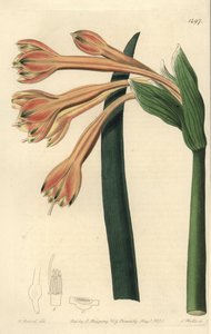 Clinanthus fulvus (Tawny coburgia, Coburgia fulva). Håndfarget kobberstikk av S. Watts etter en illustrasjon av William Herbert fra Sydenham Edwards' Botanical Register, Ridgeway, London av Sydenham Teast Edwards