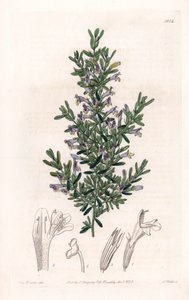 Clinopodium Variete - Plate gravert av S.Watts, fra en illustrasjon av Sarah Anne Drake (1803-1857), fra Botanical Register of Sydenham Edwards (1768-1819), England av Sydenham Teast Edwards