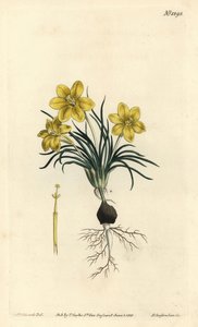 Klokkeblomst, Moraea fugacissima (Smalbladet galakse, Galaxia graminea). Håndfarget kobberstikk av F. Sansom Jr. etter en illustrasjon av Sydenham Edwards fra William Curtis' Botanical Magazine, T. Curtis, London av Sydenham Teast Edwards