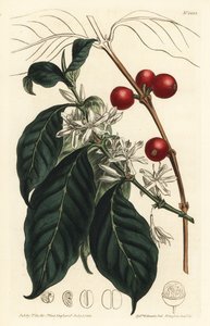 Kaffetrakter arabica - Kaffetre, Coffea arabica. Håndfarget kobberstikk av F. Sansom Jr. etter en illustrasjon av Sydenham Edwards fra William Curtis' Botanical Magazine, T. Curtis, London av Sydenham Teast Edwards