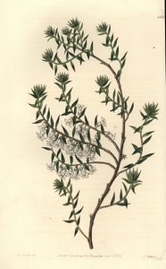 Vanghei, Epicris impressa (Snøhvit epacris, Epicris nivalis). Håndfarget kobberstikk av S. Watts etter en illustrasjon av Miss Sarah Drake fra Sydenham Edwards' Botanical Register, Ridgeway, London av Sydenham Teast Edwards