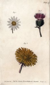 Sammensatte blomster: forhåndspakke, eseltistel (eller falsk acanth onopordum) og løvetann. Farget kobberstikk, illustrasjon av Sydenham Edwards (1768-1819) for Conferences of Botanical, Botanical Garden of Lambeth (England) av Sydenham Teast Edwards