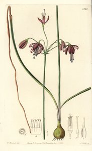 Korall fra Mexico eller dråpe korall - Koralldråper, Bessera elegans (hulbladspharium, Pharium fistulosum). Håndfarget kobberstikk av S. Watts etter en illustrasjon av William Herbert fra Sydenham Edwards' Botanical Register, Ridgeway, Lond av Sydenham Teast Edwards