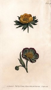 Corolla av vinter eranth (eller helleborine eller vinter aconit) og hellebore fetide. Farget kobberstikk, illustrasjon av Sydenham Edwards (1768-1819) for Conferences of Botanical, Botanical Garden of Lambeth (England) av Sydenham Teast Edwards