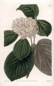 Cotton Viorne - Gravert tavle av S.Watts, fra en illustrasjon av Sarah Anne Drake (1803-1857), fra Botanical Register of Sydenham Edwards (1768-1819), England av Sydenham Teast Edwards