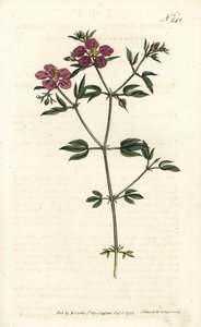 Crete Fagonia - Kretisk fagonia, Fagonia cretica. Håndfarget kobberstikk av Sansom etter en illustrasjon av Sydenham Edwards fra William Curtis' Botanical Magazine, London av Sydenham Teast Edwards