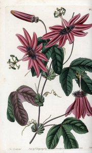 Crimson Passion - Plate gravert av S.Watts, fra en illustrasjon av Sarah Anne Drake (1803-1857), fra Botanical Register of Sydenham Edwards (1768-1819), England av Sydenham Teast Edwards