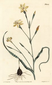 Krøllet bladmoraea, Moraea crispa. Håndfarget kobberstikk av F. Sansom Jr. etter en illustrasjon av Sydenham Edwards fra William Curtis' Botanical Magazine, T. Curtis, London av Sydenham Teast Edwards