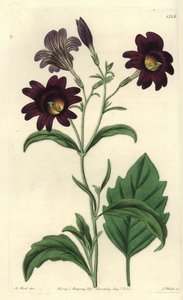 Curvy Salpiglossis - Malt tunge, Salpiglossis sinuata (Mørk lilla salpiglossis, Salpiglossis atropurpurea). Håndfarget kobberstikk av S. Watts etter en illustrasjon av M. Hart fra Sydenham Edwards' Botanical Register, Ridgeway, London av Sydenham Teast Edwards