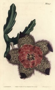 Polstret stapelia, Stapelia pulvinata. Håndfarget kobberstikkgravering av F. Sansom Jr. etter en illustrasjon av Sydenham Edwards fra William Curtis 