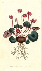 Cyclamen de Cos eller Caucasus - Rundbladet cyclamen, Cyclamen coum. Håndfarget kobberstikk etter en botanisk illustrasjon av James Sowerby fra William Curtis' The Botanical Magazine, Lambeth Marsh, London av Sydenham Teast Edwards