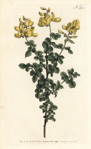 Cytisophyllum sessilifolium (Vanlig cytisus, Cytisus sessilifolius). Håndfarget kobberstikk av Sansom etter en illustrasjon av Sydenham Edwards fra William Curtis' Botanical Magazine, London av Sydenham Teast Edwards