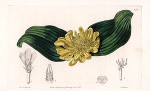 Daubenya Variete - Plate gravert av S.Watts, fra en illustrasjon av Sarah Anne Drake (1803-1857), fra Botanical Register of Sydenham Edwards (1768-1819), England av Sydenham Teast Edwards