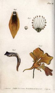 Detaljert beskrivelse av stammen og kronen på fritillary. Farget kobberstikk, illustrasjon av Sydenham Edwards (1768-1819) for Conferences of Botanical, Botanical Garden of Lambeth (England) av Sydenham Teast Edwards