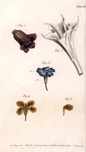 Ulike koroller: belladonnaen, stramoine daturaen, den store periwinkle og giroflee av veggene. Farget kobberstikk, illustrasjon av Sydenham Edwards (1768-1819) for Conferences of Botanical, Botanical Garden of Lambeth (England) av Sydenham Teast Edwards