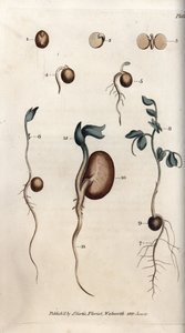 Ulike spiretrinn av ertefrø og vanlig bønne. Farget kobberstikk, illustrasjon av Sydenham Edwards (1768-1819) for Conferences of Botanical, Botanical Garden of Lambeth (England) av Sydenham Teast Edwards