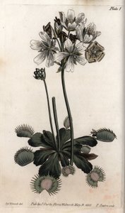 Dionee fanger flue eller ulvefelle. Farget kobberstikk, illustrasjon av Sydenham Edwards (1768-1819) for Conferences of Botanical, Botanical Garden of Lambeth (England) av Sydenham Teast Edwards