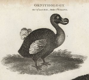 Dodo, Raphus cucullatus, utdødd flygeløs fugl. Kobberstikk av T. Milton etter en illustrasjon av Sydenham Edwards fra Abraham Rees' Cyclopaedia eller Universal Dictionary, London av Sydenham Teast Edwards
