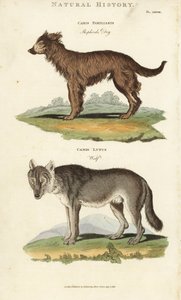 Hund og ulv - Gjeterhund, Canis familiaris, og ulv, Canis lupus. Håndfarget kobberstikk etter Sydenham Edwards fra John Mason Goods Pantologia, a New Encyclopedia, G. Kearsley, London av Sydenham Teast Edwards