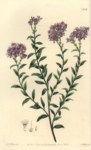 Dr. Gills selago, Selago gillii. Håndfarget kobberstikk av S. Watts etter en illustrasjon av JT Hart fra Sydenham Edwards' Botanical Register, Ridgeway, London av Sydenham Teast Edwards