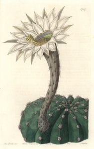 Echinocactus eyriesii, blomstrende kaktus, hjemmehørende i Mexico - Strong water av S. Watts fra en illustrasjon av Sarah Anne Drake (1803-1857), fra Botanical Register av Sydenham Teast Edwards