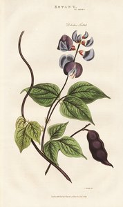 Egyptisk hyasintbønne av Sydenham Teast Edwards