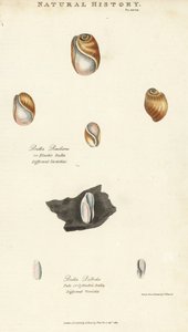 Elastisk bula, Bulla resiliens, og blek eller sylindrisk bulla, Bulla pallida. Håndfarget kobberstikk etter Sydenham Edwards fra John Mason Goods Pantologia, a New Encyclopedia, G. Kearsley, London av Sydenham Teast Edwards