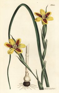 Elegant moraea, Moraea elegans (Moraea spicata). Håndfarget kobberstikk av F. Sansom Jr. etter en illustrasjon av Sydenham Edwards fra William Curtis' Botanical Magazine, T. Curtis, London av Sydenham Teast Edwards