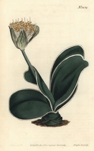 Elefantøre - Hvitblomstret haemanthus, Haemanthus albiflos. Håndfarget kobberstikk av F. Sansom Jr. etter en illustrasjon av Sydenham Edwards fra William Curtis