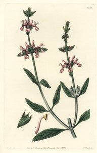 Epiary - Hvitstilket stachys, Stachys albicaulis. Håndfarget kobberstikk av S. Watts etter en illustrasjon av John Lindley fra Sydenham Edwards' Botanical Register, Ridgeway, London av Sydenham Teast Edwards