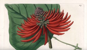 Erythrina variete, tropisk rødt blomstertre - Gravert av S. Watts, fra en illustrasjon av Sarah Anne Drake (1803-1857), fra Botanical Register of Sydenham Edwards (1768-1819), England av Sydenham Teast Edwards