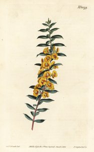 Eutaxia myrtifolia (Cross-leaved dillwynia, Dillwynia obovata). Håndfarget kobberstikk av F. Sansom Jr. etter en illustrasjon av Sydenham Edwards fra William Curtis' Botanical Magazine, T. Curtis, London av Sydenham Teast Edwards