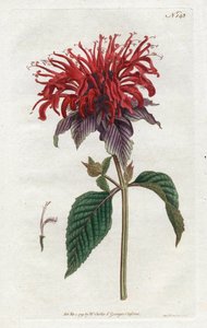 Fistula Monarde - Litografi av Sydenham Edwards (1768-1819), fra William Curtis