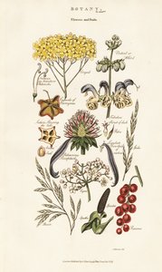 Blomster- og fruktarrangementer av Sydenham Teast Edwards