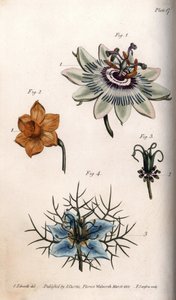 Blomster av pasjonsfrukt eller pasjonsblomster, narcissus og nigella. Farget kobberstikk, illustrasjon av Sydenham Edwards (1768-1819) for Conferences of Botanical, Botanical Garden of Lambeth (England) av Sydenham Teast Edwards