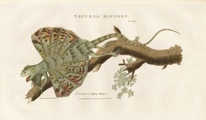 Flygende drage på en gren av Sydenham Teast Edwards